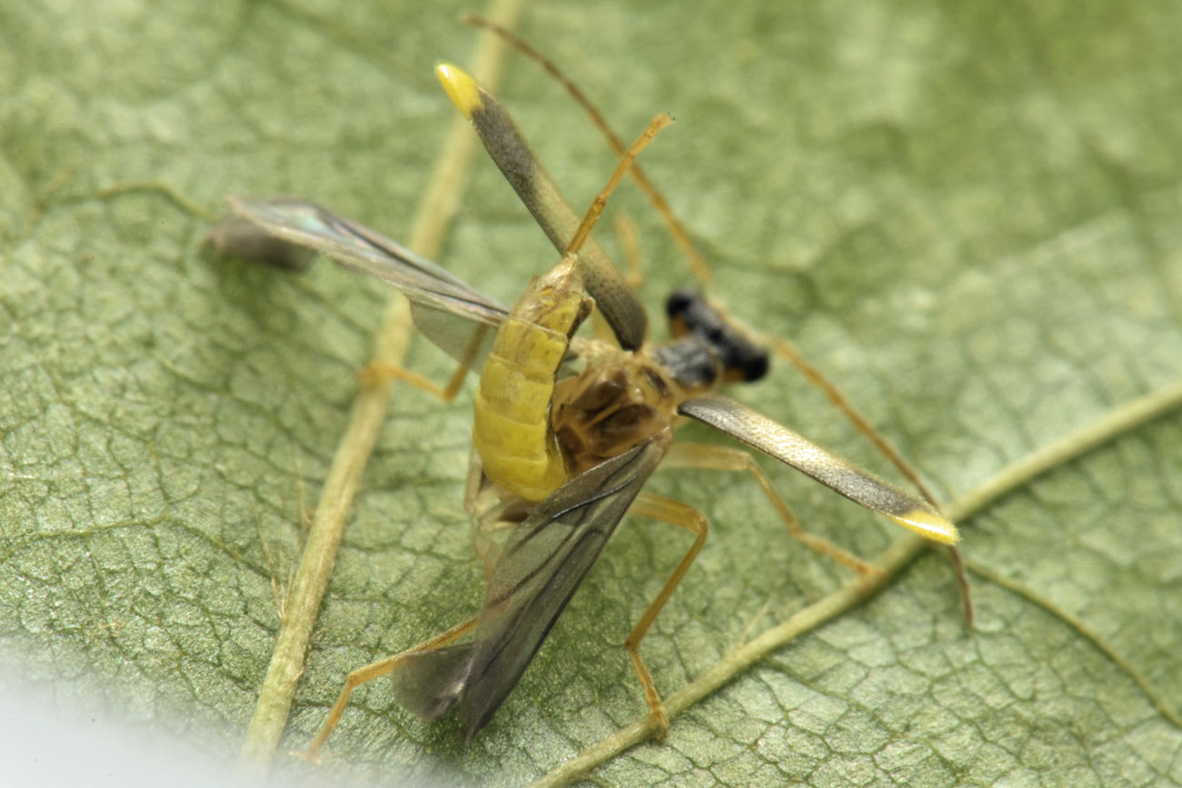 Cantharidae: Malthinus sp.?  S, Malthinus cfr. fasciatus